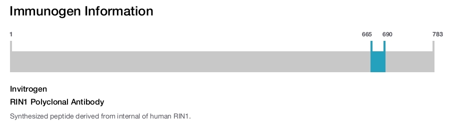 RIN1 Polyclonal Antibody