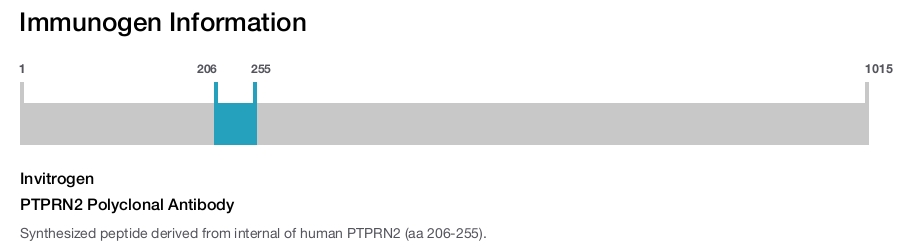PTPRN2 Polyclonal Antibody