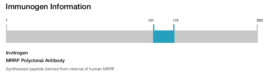 MRRF Polyclonal Antibody