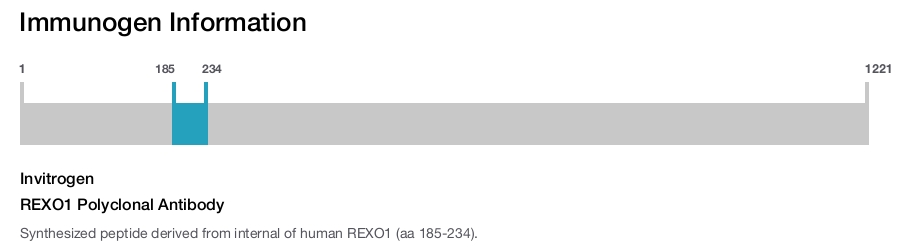 REXO1 Polyclonal Antibody