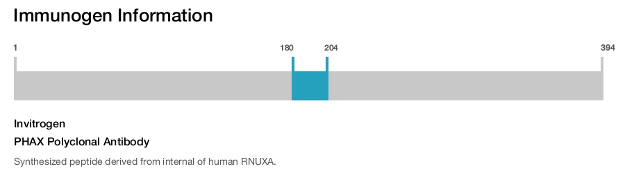 PHAX Polyclonal Antibody