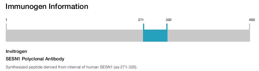 SESN1 Polyclonal Antibody
