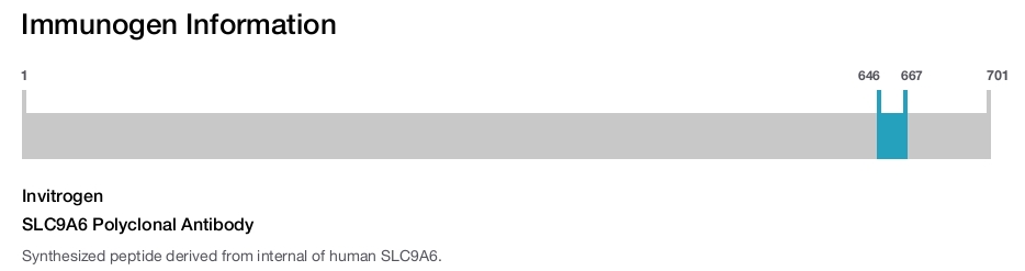SLC9A6 Polyclonal Antibody