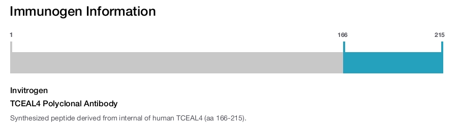 TCEAL4 Polyclonal Antibody