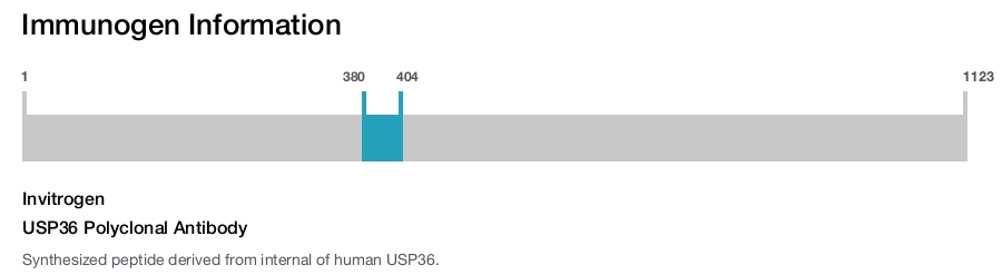 USP36 Polyclonal Antibody