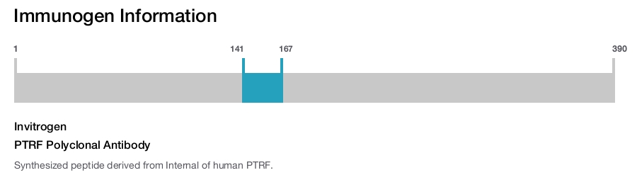 PTRF Polyclonal Antibody