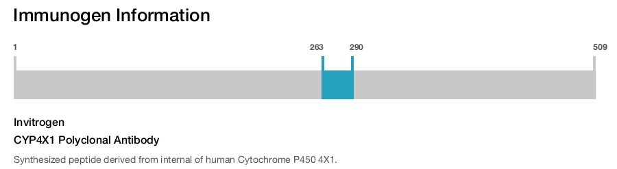 CYP4X1 Polyclonal Antibody