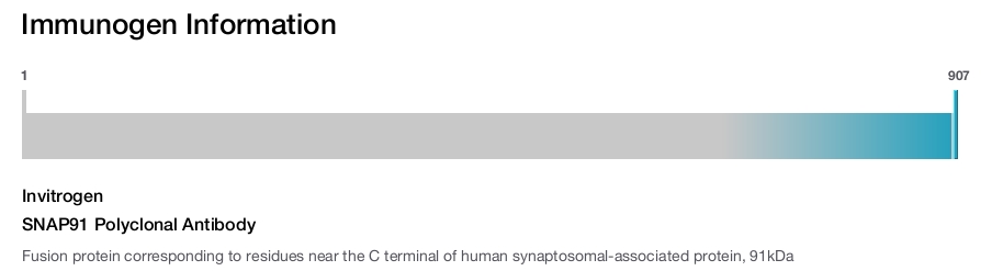 SNAP91 Polyclonal Antibody
