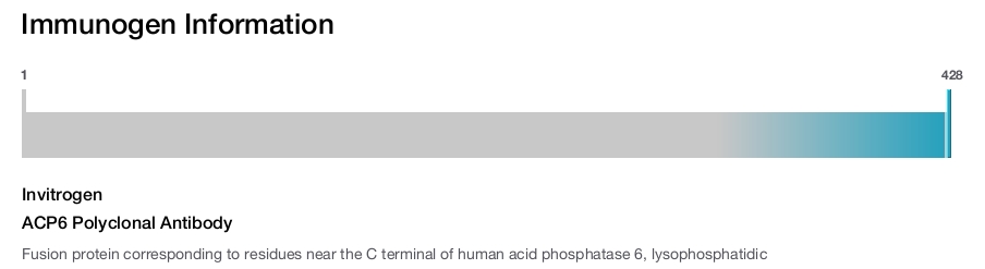 ACP6 Polyclonal Antibody