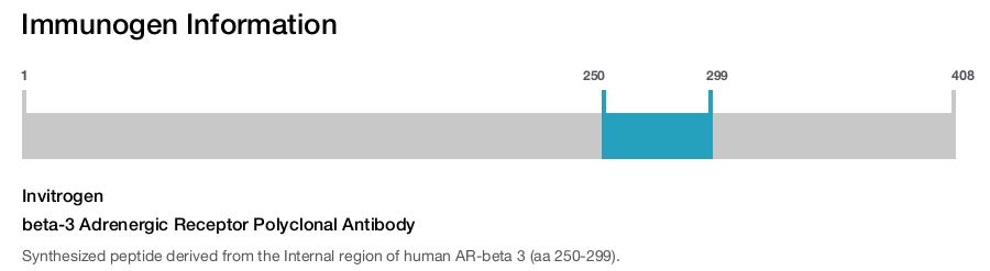 beta-3 Adrenergic Receptor Polyclonal Antibody