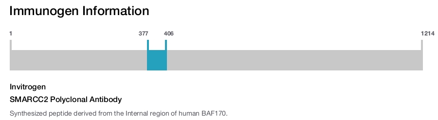 SMARCC2 Polyclonal Antibody