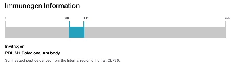 PDLIM1 Polyclonal Antibody
