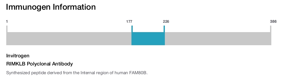 RIMKLB Polyclonal Antibody