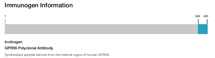 GPR56 Polyclonal Antibody