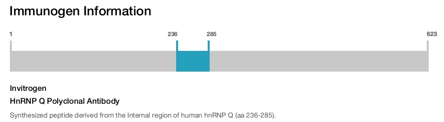 HnRNP Q Polyclonal Antibody