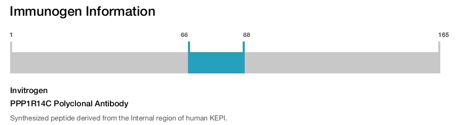 PPP1R14C Polyclonal Antibody