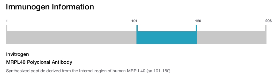 MRPL40 Polyclonal Antibody