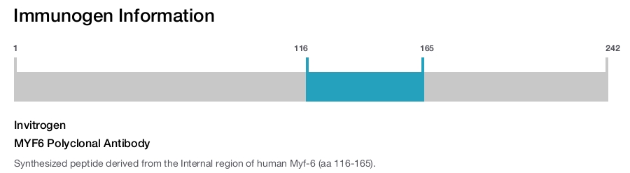 MYF6 Polyclonal Antibody