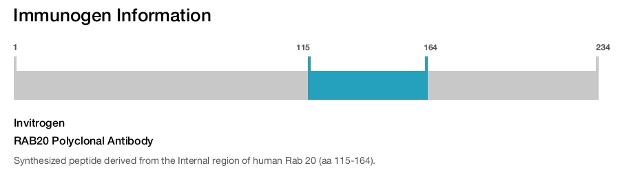 RAB20 Polyclonal Antibody