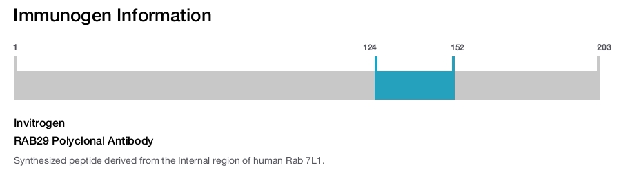 RAB29 Polyclonal Antibody