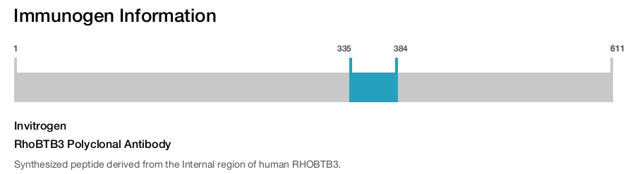 RhoBTB3 Polyclonal Antibody