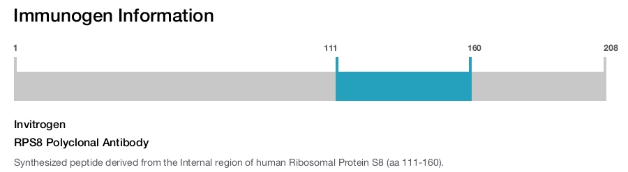 RPS8 Polyclonal Antibody