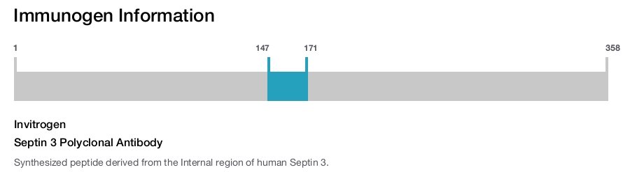 Septin 3 Polyclonal Antibody