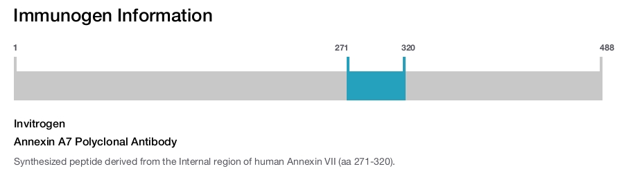Annexin A7 Polyclonal Antibody