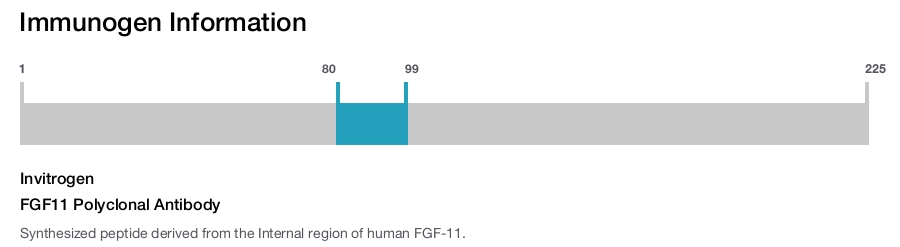 FGF11 Polyclonal Antibody