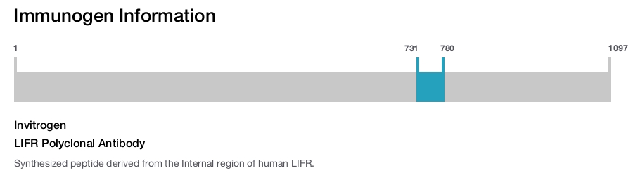 LIFR Polyclonal Antibody