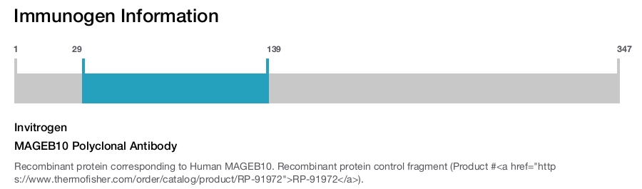 MAGEB10 Polyclonal Antibody