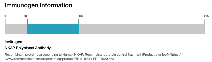 NKAP Polyclonal Antibody