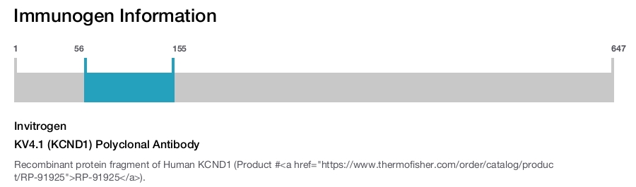 KV4.1 (KCND1) Polyclonal Antibody