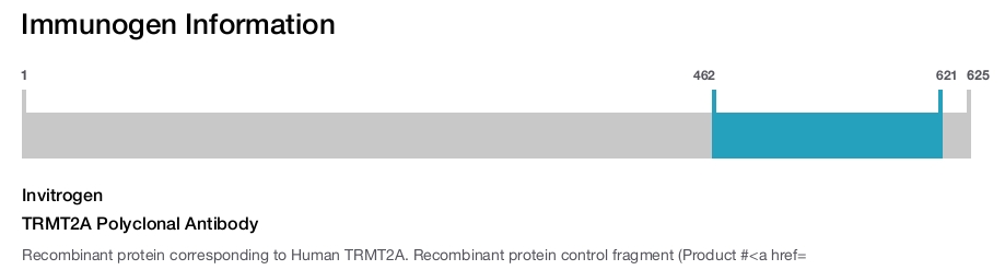 TRMT2A Polyclonal Antibody