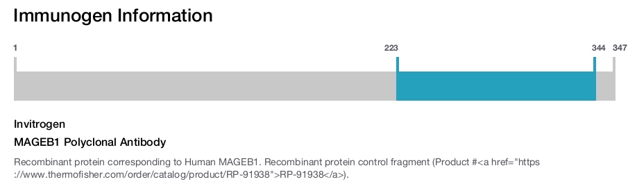 MAGEB1 Polyclonal Antibody