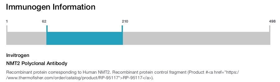 NMT2 Polyclonal Antibody