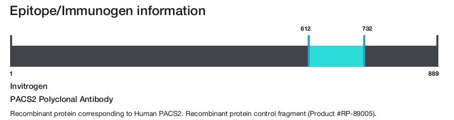 PACS2 Polyclonal Antibody