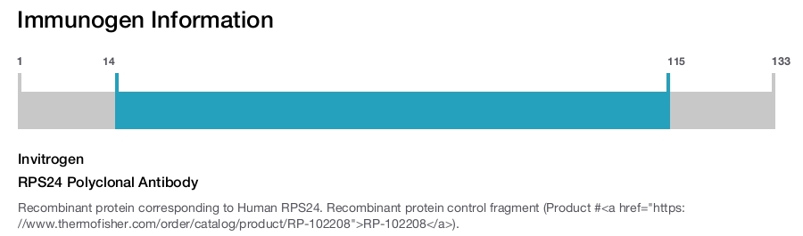 RPS24 Polyclonal Antibody