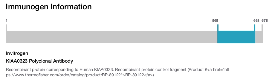 KIAA0323 Polyclonal Antibody