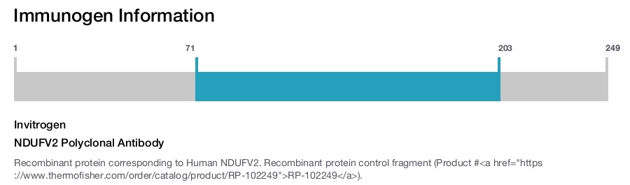 NDUFV2 Polyclonal Antibody