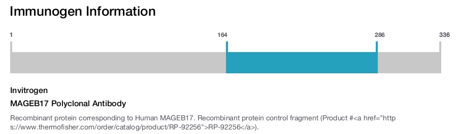 MAGEB17 Polyclonal Antibody