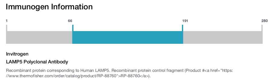 LAMP5 Polyclonal Antibody