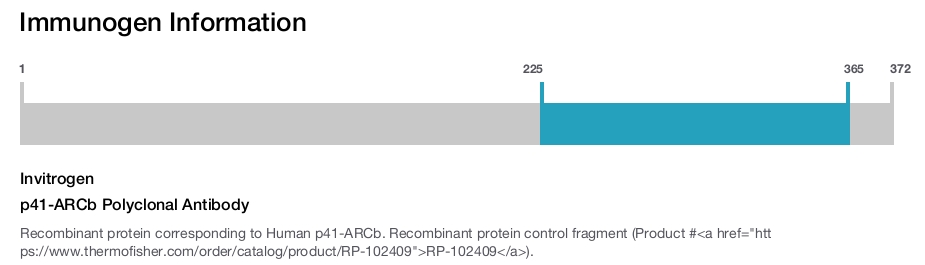 p41-ARCb Polyclonal Antibody