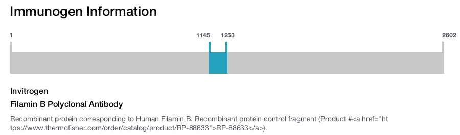 Filamin B Polyclonal Antibody
