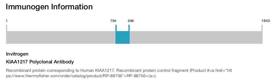KIAA1217 Polyclonal Antibody