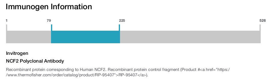 NCF2 Polyclonal Antibody