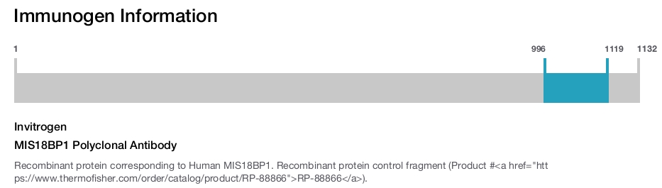 MIS18BP1 Polyclonal Antibody
