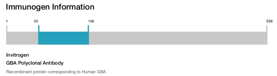 GBA Polyclonal Antibody