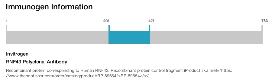 RNF43 Polyclonal Antibody