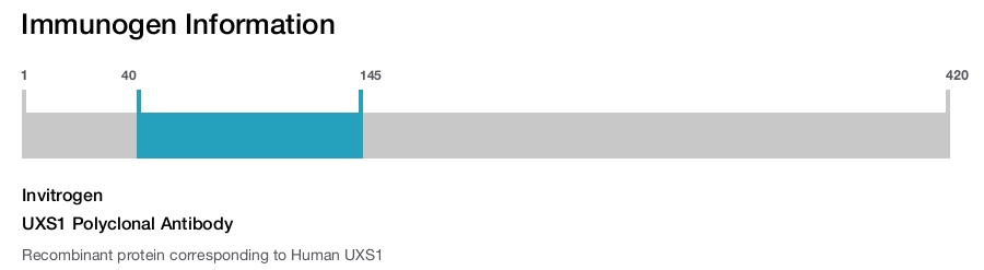 UXS1 Polyclonal Antibody